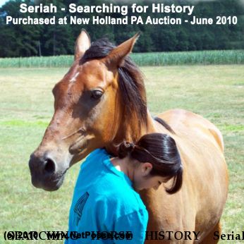 SEARCHING HORSE HISTORY Seriah, Near New Holland, PA, 19506